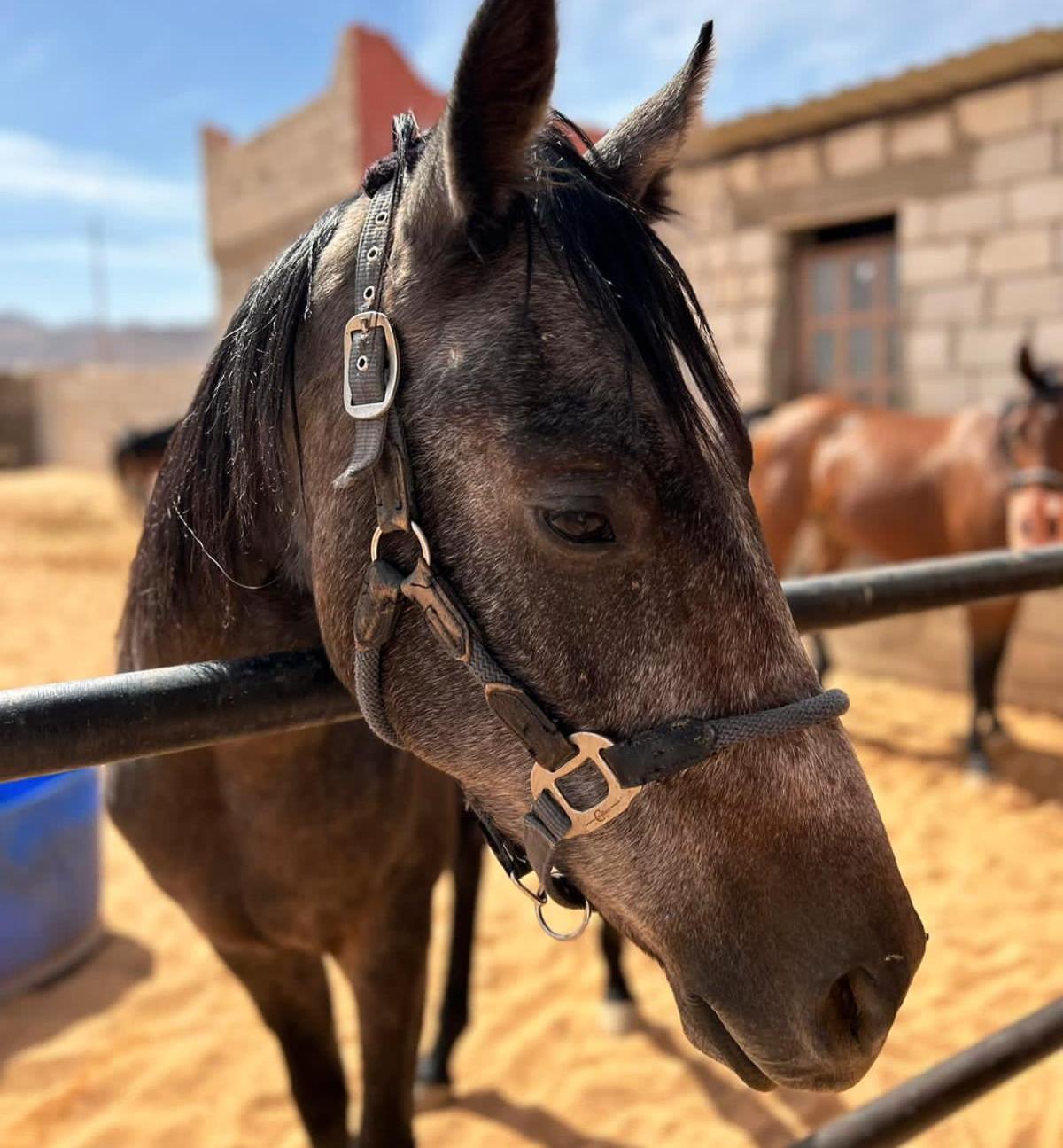 דירות Ad Disah Pink Spirit Wellness Farm מראה חיצוני תמונה